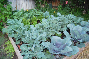 green veggie garden