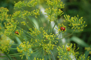 ladybug on dill plant