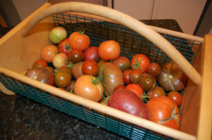 tomatoes