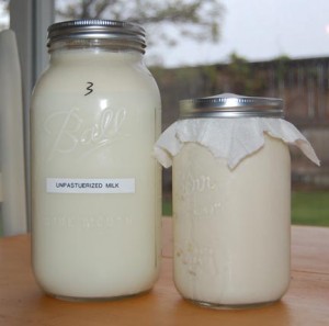 jars of raw milk and  raw milk kefir