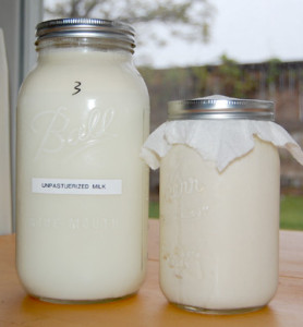 milk kefir and raw milk